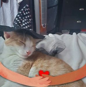 Meet your Posher, Rosa